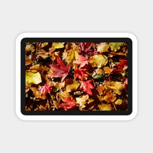 Colorful Fallen Autumn Leaves 1 - Seasons - Nature Abstract Magnet