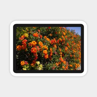 Flowers Lantana Magnet