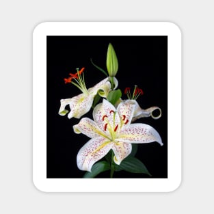 Beautiful Sonata Lilies Still Life Magnet