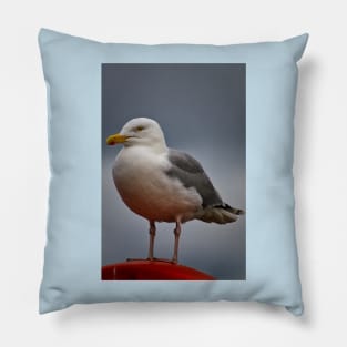 The Gull who thought he was a Robin! Pillow