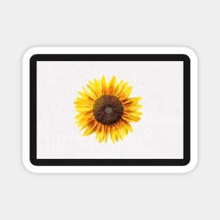 Large single bright Sunflower bloom Magnet