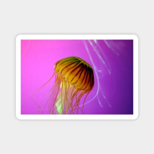 Jellyfish Love Magnet