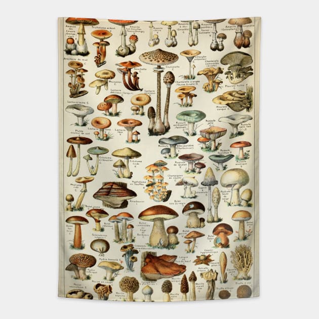 Champignon I Vintage French Mushroom Chart Mushrooms Tapestry TeePublic