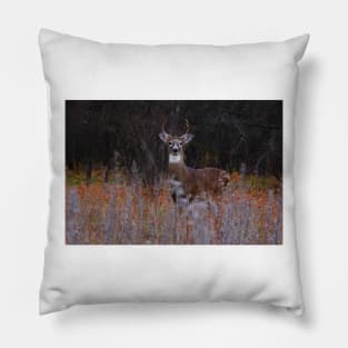 A regal stance - White-tailed Deer Pillow