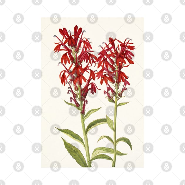 Cardinal flower - Botanical Illustration by chimakingthings