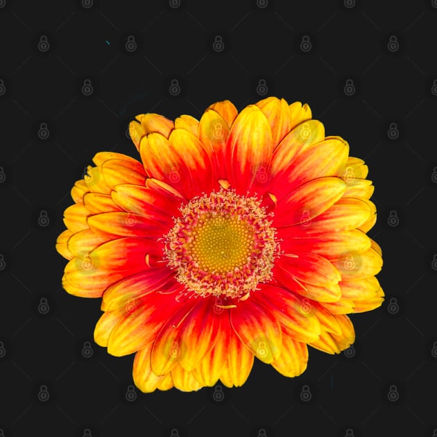Gerbera Daisy Flowers Red and yellow summer Gerber daisy close up flower by Artonmytee