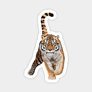 Sketch of walks bengal tiger.Animal print.Wildlife. Magnet