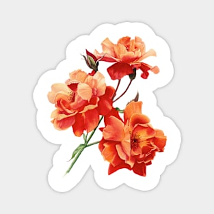 Orange roses in watercolor Magnet