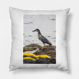 Black-crowned night heron 4 Pillow
