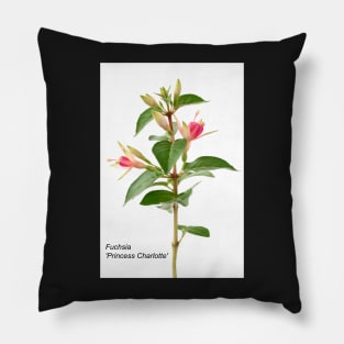 Fuchsia &#39;Princess Charlotte&#39; Pillow