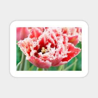 Tulipa  &#39;Brest&#39;   Fringed Group  Tulip Magnet