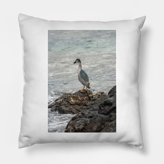 Black-crowned night heron of hawaii 7 Pillow by KensLensDesigns