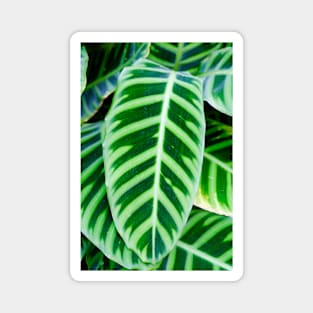 Green Zebra Plant Leaf Magnet