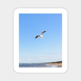 White seagull flying above the seacoast Magnet