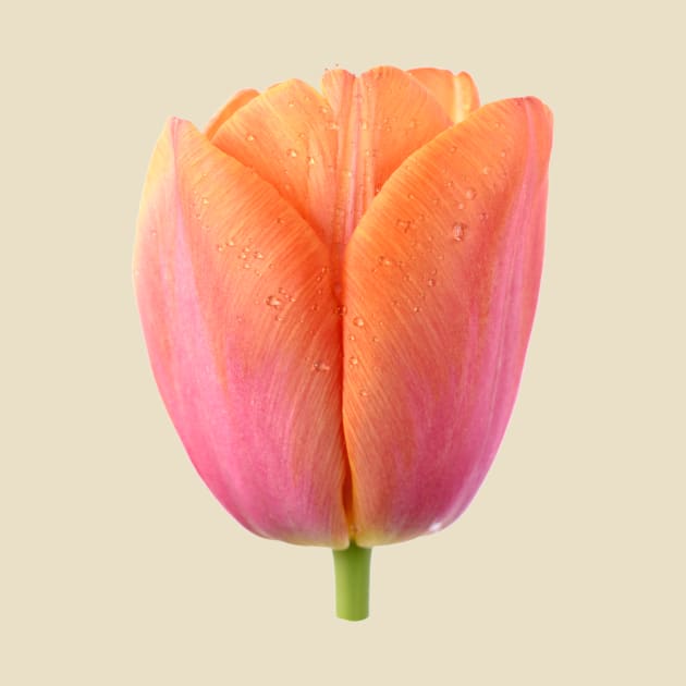 Tulipa  &#39;Orange Dynasty&#39;    Triumph Tulip by chrisburrows