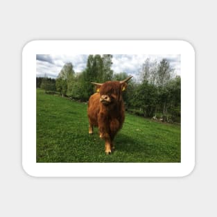 Scottish Highland Cattle Calf 2001 Magnet