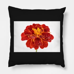 Tagetes patula &#39;Red Cherry&#39; French marigold Pillow