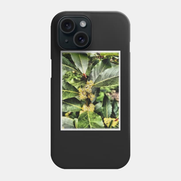 Bay Leaf Tree Blossom Phone Case by MolinArte