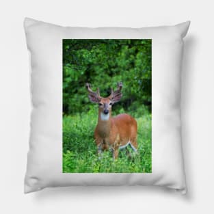 Spring Buck - White-tailed deer Pillow