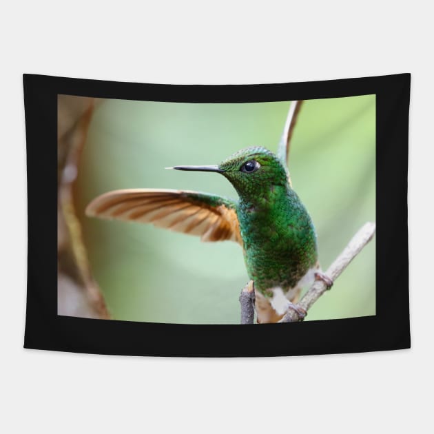 Buff-Tailed Coronet Bird Tapestry by MinnieWilks