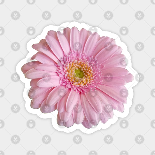 Pink Gerbera Floral Photo Magnet by ellenhenryart