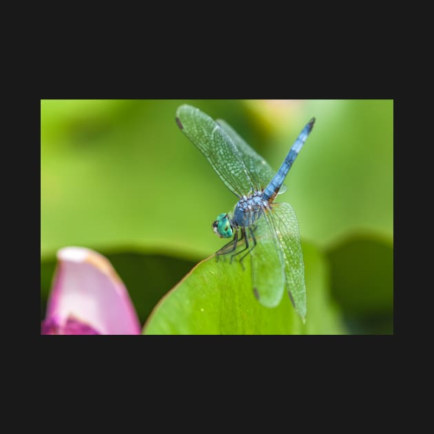 Blue Dasher by jvnimages