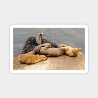 Baby California Sea Lions Magnet