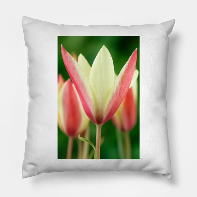 Tulipa clusiana  'Cynthia'  AGM  Lady tulip  Miscellaneous tulip Pillow by chrisburrows