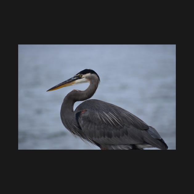 Great Blue Heron 21 by ToniaDelozier