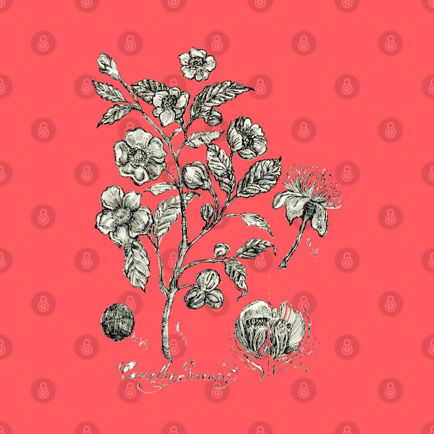 Botanical Illustration_Tea Plant. by FanitsaArt