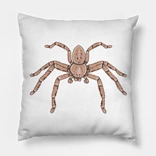 Isopedia leai Huntsman spider Pillow