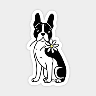 Boston Terrier Magnet