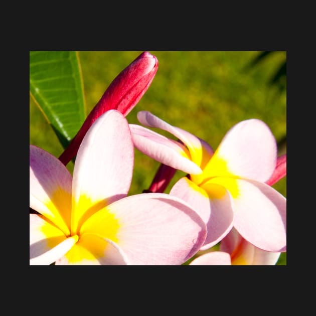 Frangipani closeup. by brians101