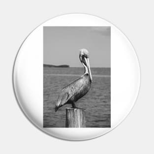 Brown Pelican in black and white Pin