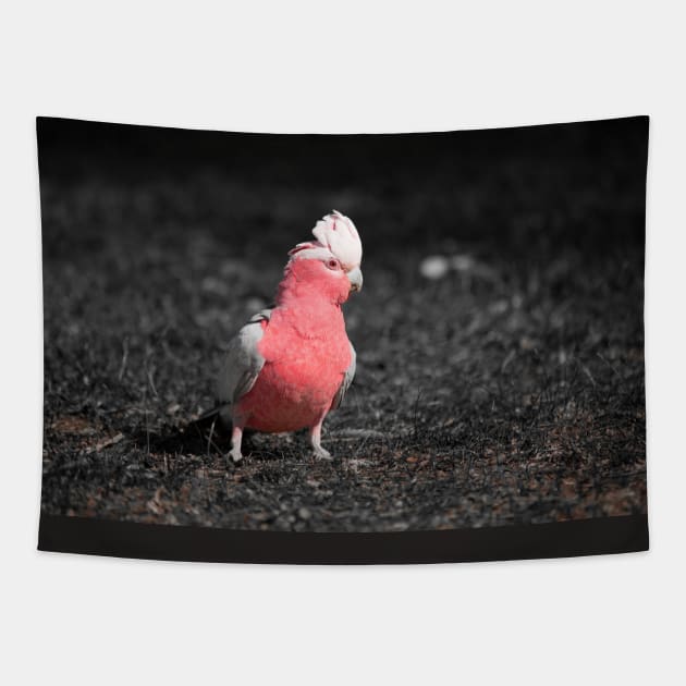 Galah_5139A Tapestry by seadogprints
