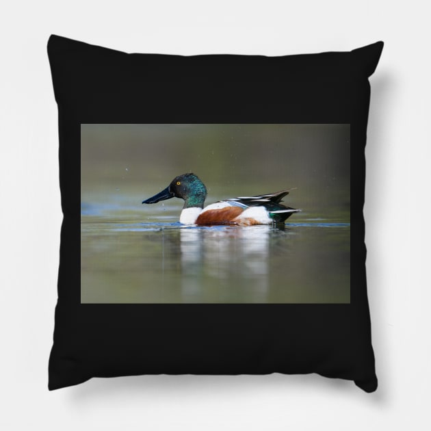 Splash Pillow by gdb2