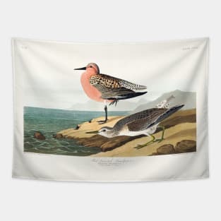 Red-breasted Sandpiper from Birds of America (1827) Tapestry