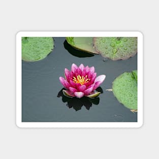 Water Lily in the Rain Magnet