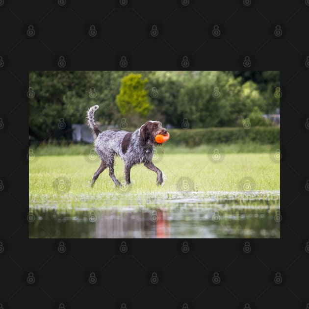 Retrieving a dummy Spinone by heidiannemorris