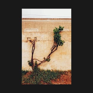 Grapevine Tree Growing Through Wall T-Shirt