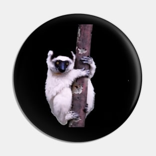 Cute Sifaka Lemur monkey clinging to a tree Pin