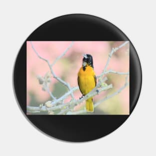 Oriole Singing... Pin