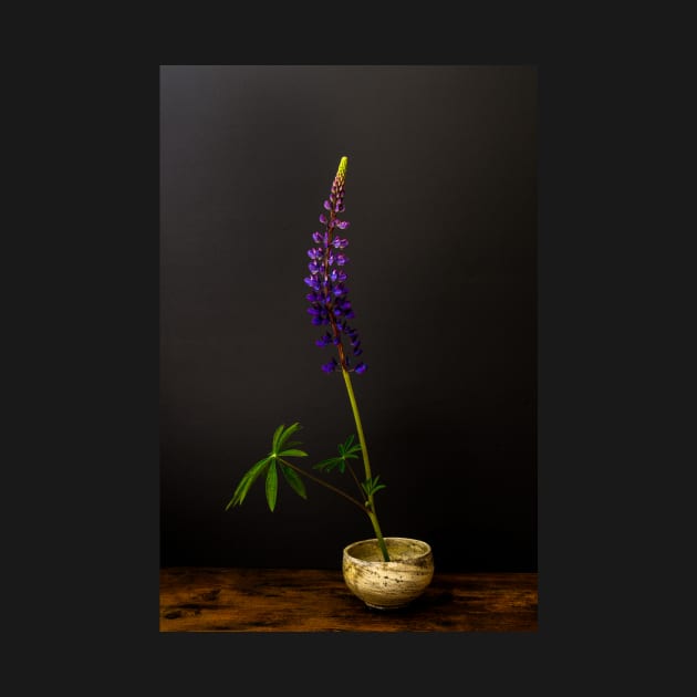 Lupine Still Life by blossomcophoto