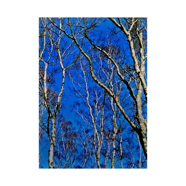 Silver birch trees by avrilharris