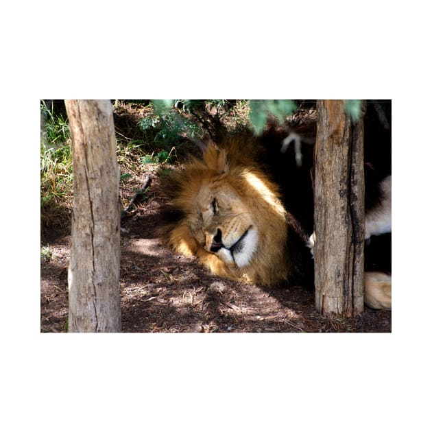 Lion After Lunch Nap by GP1746