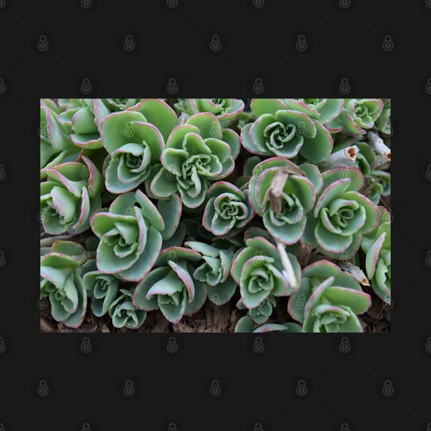 Garden Succulent Plants, Spring Time Plants, Garden Lover by Tenpmcreations