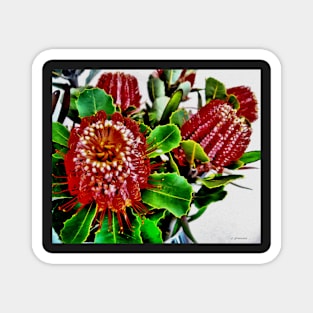 Stocksom Albany Banksias Magnet