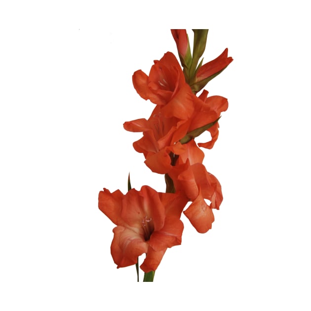 Red Gladioli by Colin-Bentham