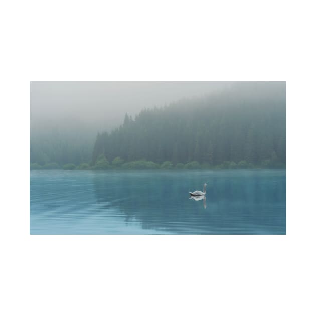 Swan on a tranquil lake by b.sergiu