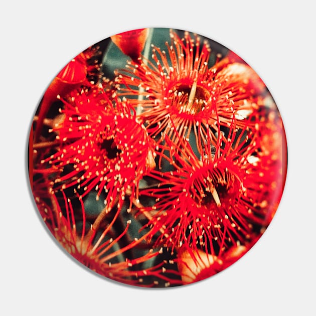 Beautiful Red Spikey Flowers Pin by Blue Butterfly Designs 